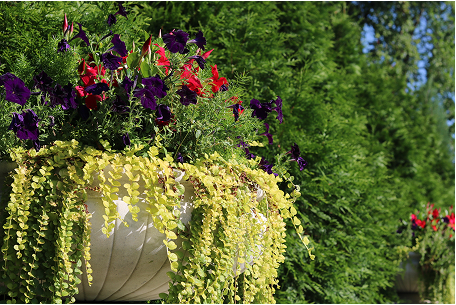 Beautiful Planters